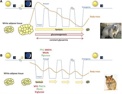 The Torpid State: Recent Advances in Metabolic Adaptations and Protective Mechanisms†